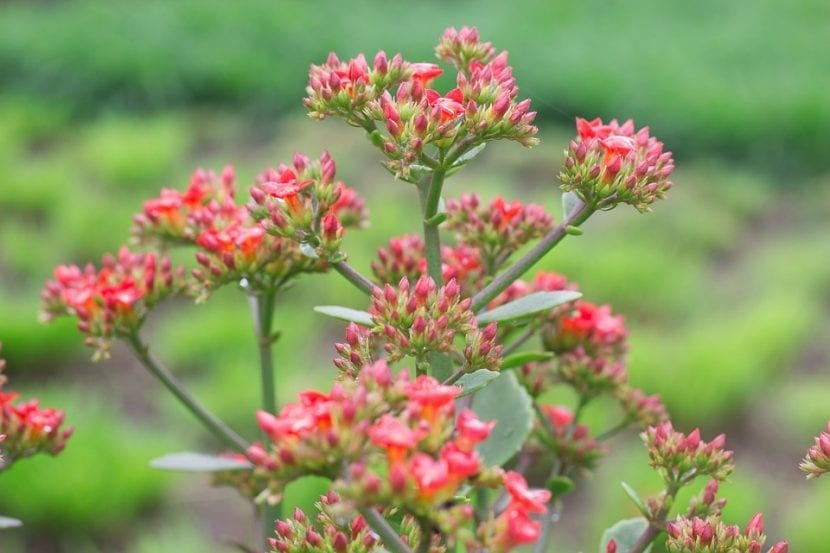 Las flores del Kalanchoe pinnata son muy decorativas