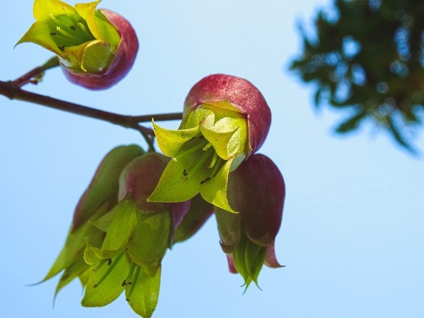 Las flores del Kalanchoe pinnata son verdosas