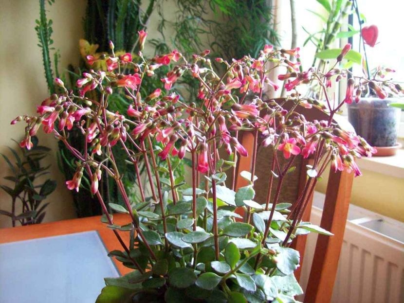 Kalanchoe Tessa con sus flores colgantes anaranjadas