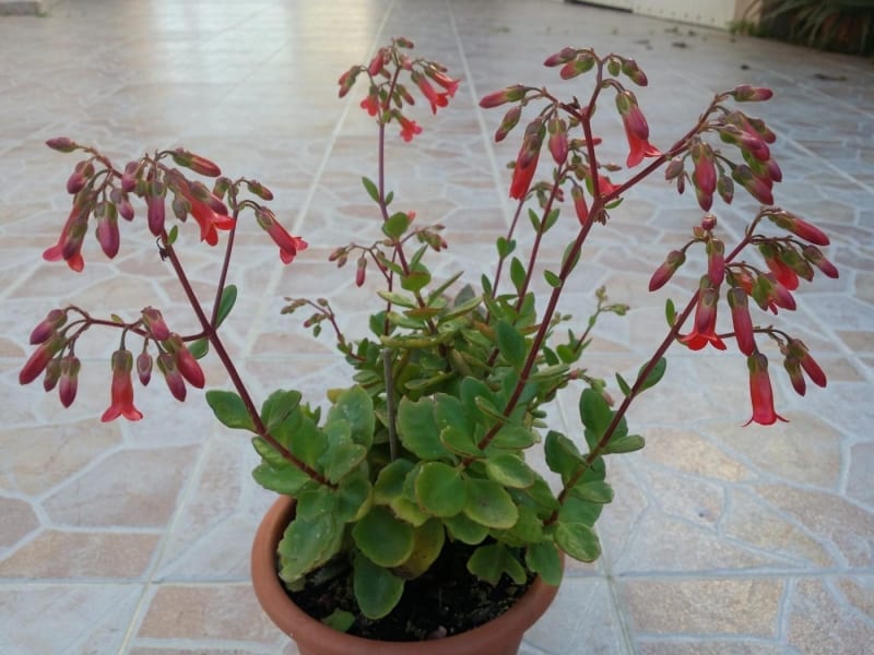 La Kalanchoe Tessa es una planta muy fácil de cuidar