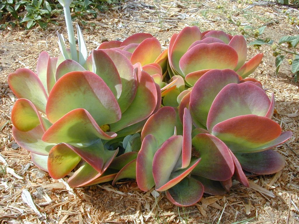 Vista del Kalanchoe thyrsiflora