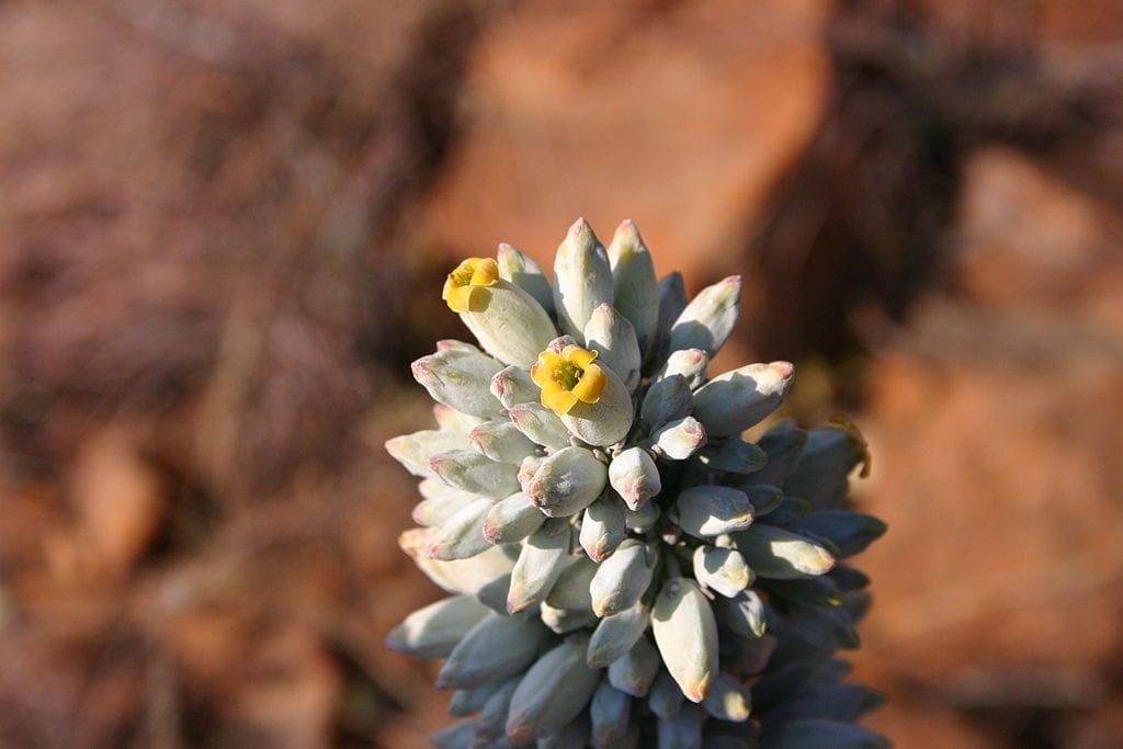 Las flores del Kalanchoe thyrsiflora son cerosas