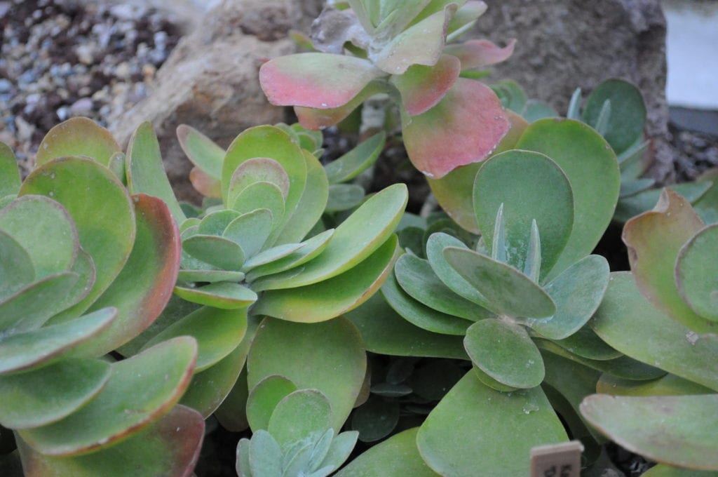 Las hojas del Kalanchoe thyrsiflora son carnosas