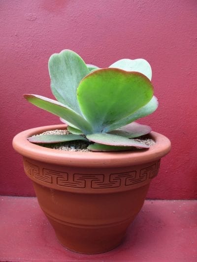 El Kalanchoe thyrsiflora se puede tener en maceta