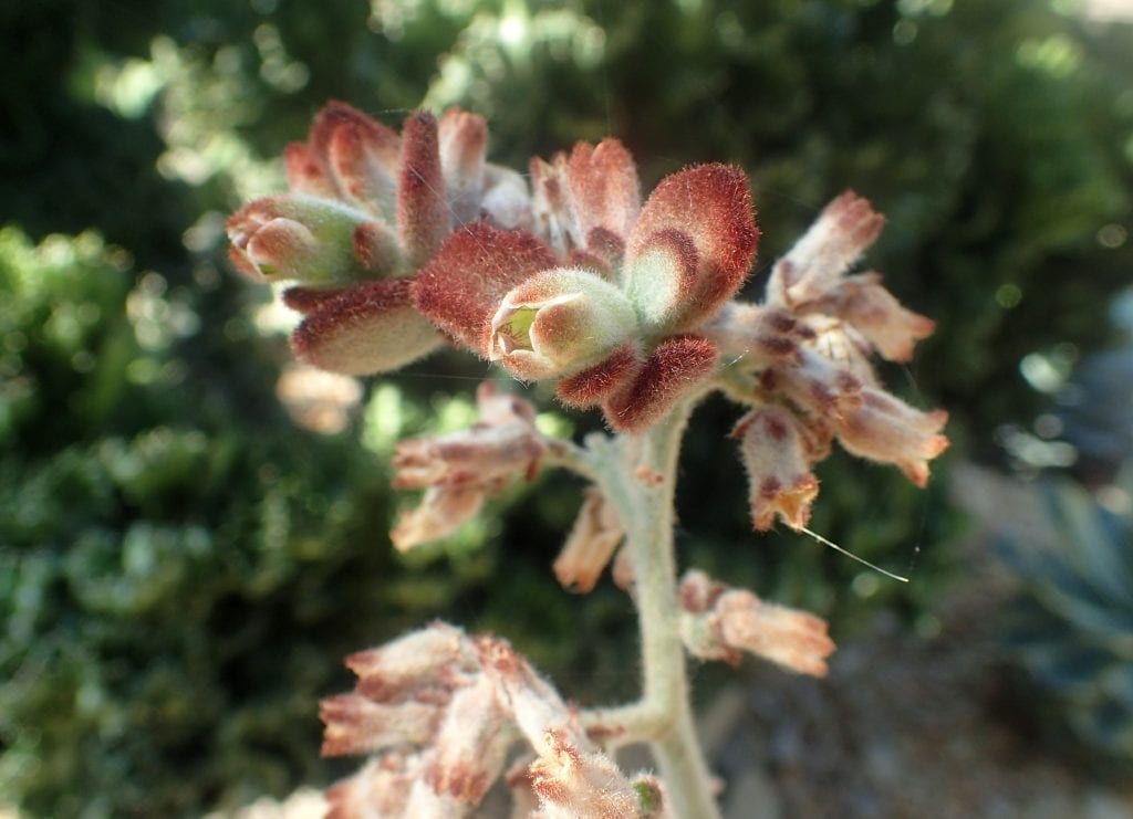 El Kalanchoe tomentosa es una planta crasa