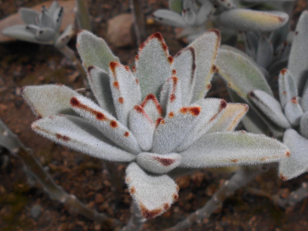 El Kalanchoe tomentosa tiene las hojas carnosas