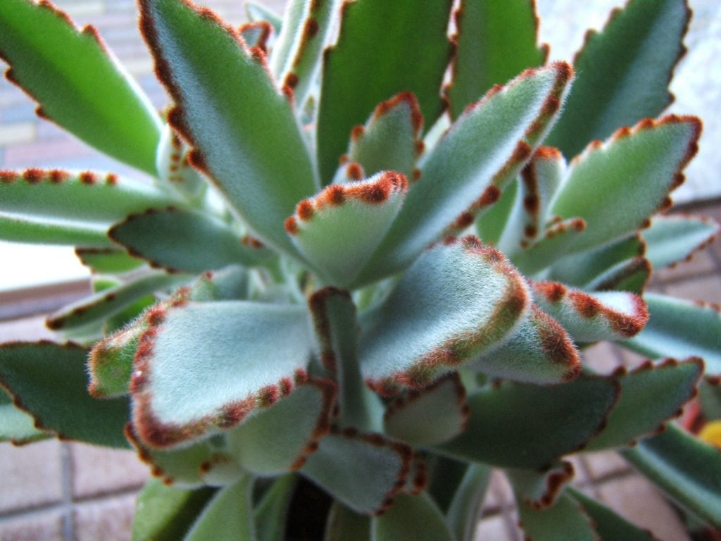 El Kalanchoe tomentosa es una suculenta muy fácil de cuidar