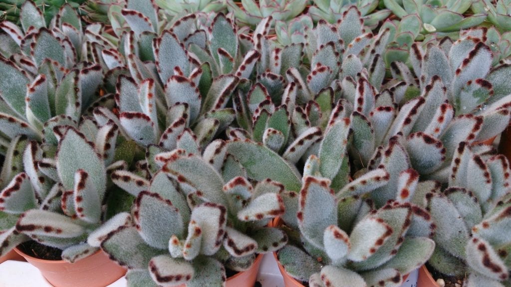 El Kalanchoe tomentosa es una suculenta muy decorativa