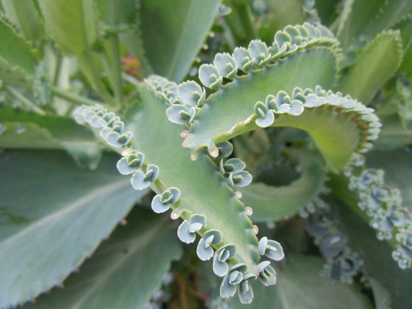 Hojas e hijuelos del Kalanchoe schizophylla