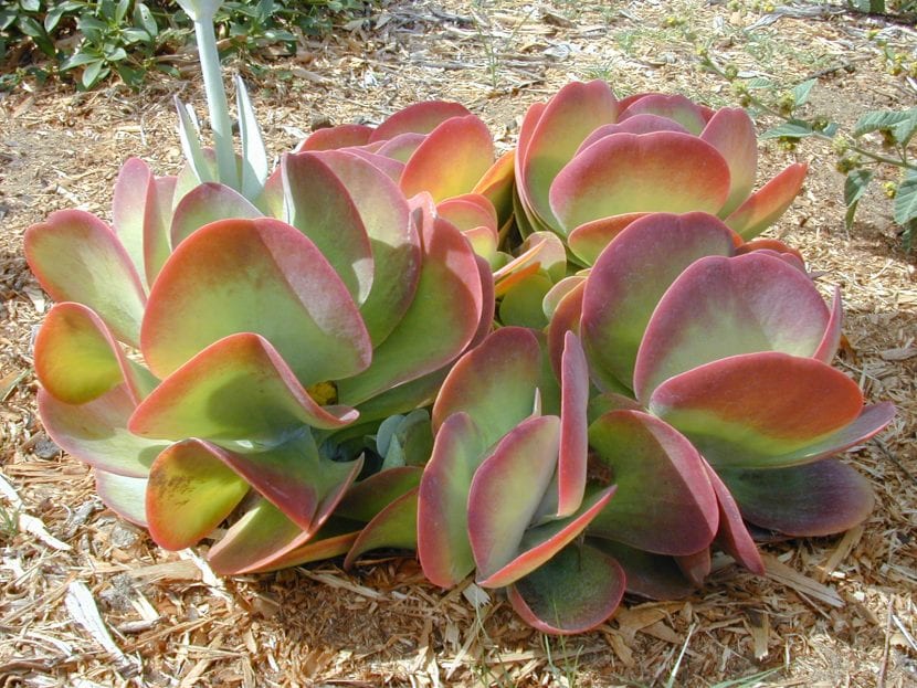 Kalanchoe thyrsiflora, una planta que se pone preciosa al sol