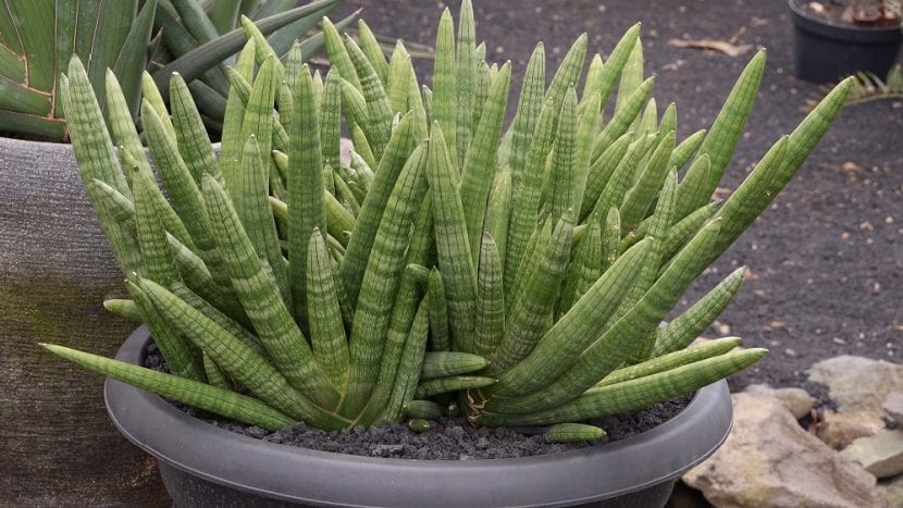 Grupo de Sansevieria cylindrica
