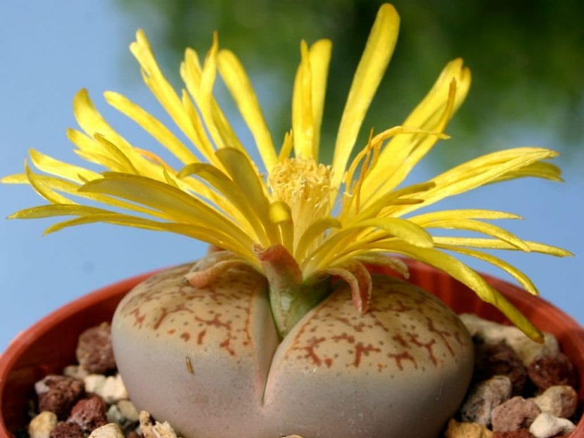 Lithops pseudotrucantella en flor