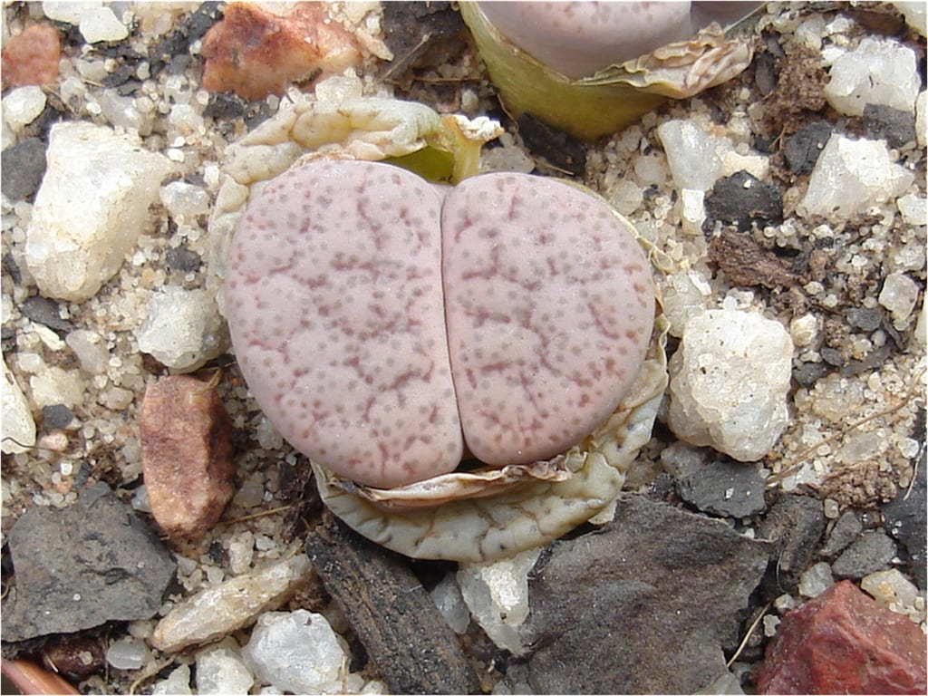 Lithops pseudotruncatella: cuidados y calendario de riego