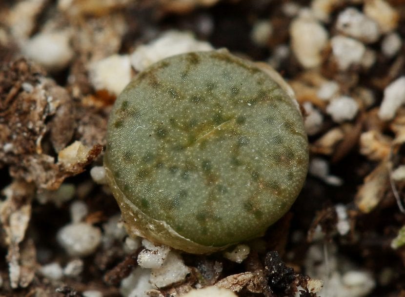 Lithops pseudotrucantella