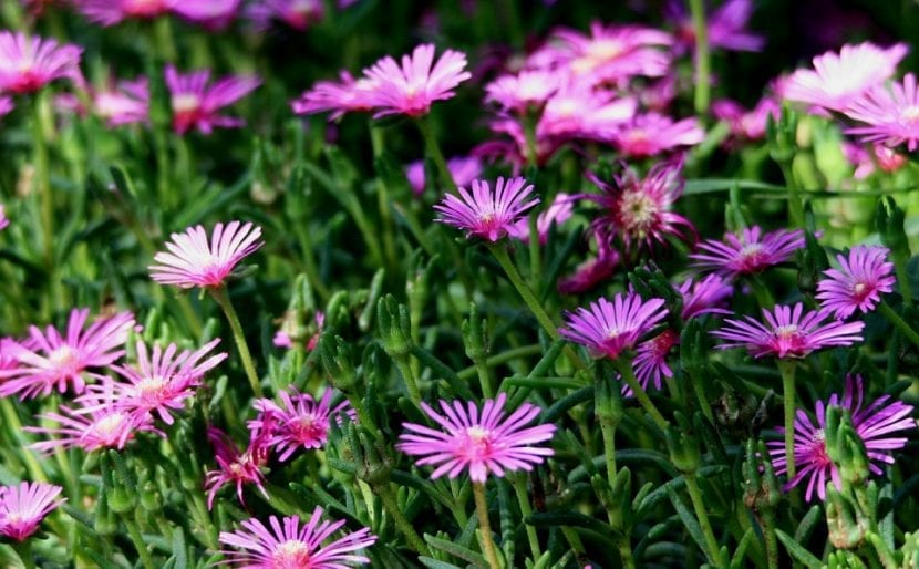 Flores de mesem