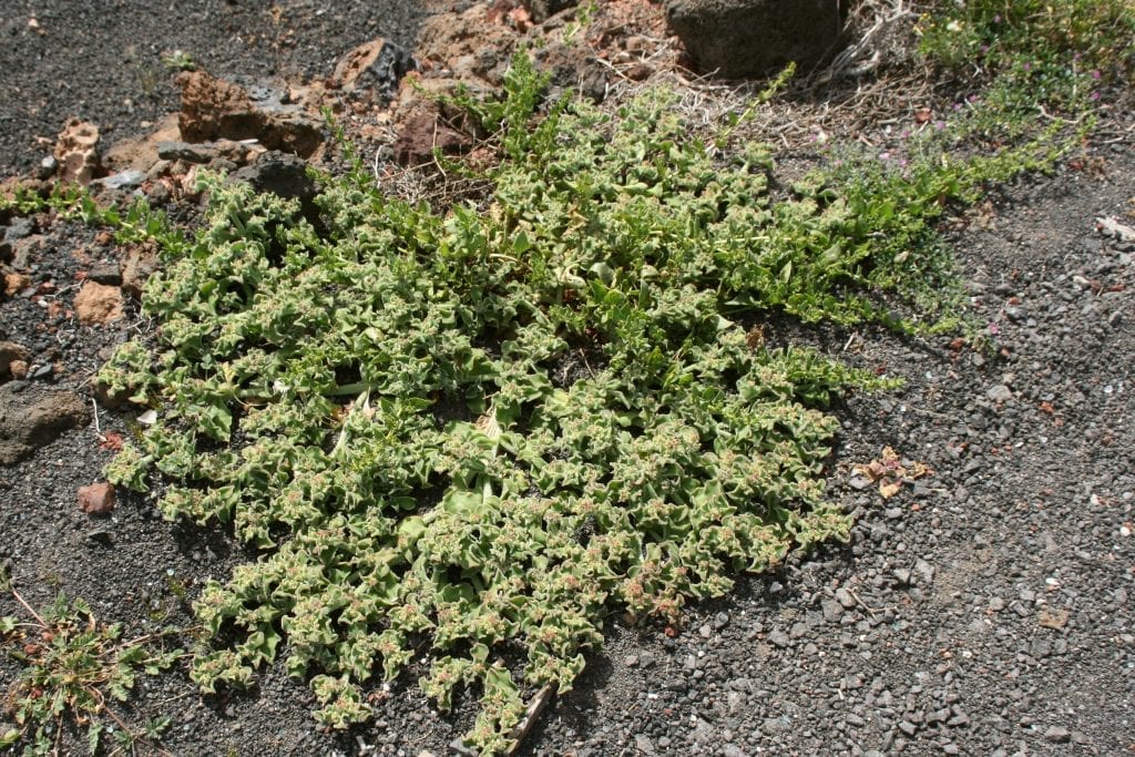 Planta de mesem