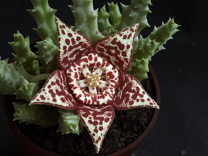 Flor de Orbea variegata