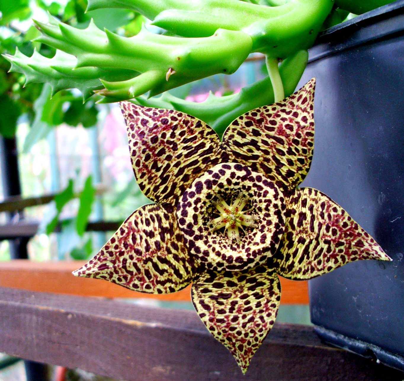 Vista de la Orbea variegata en flor