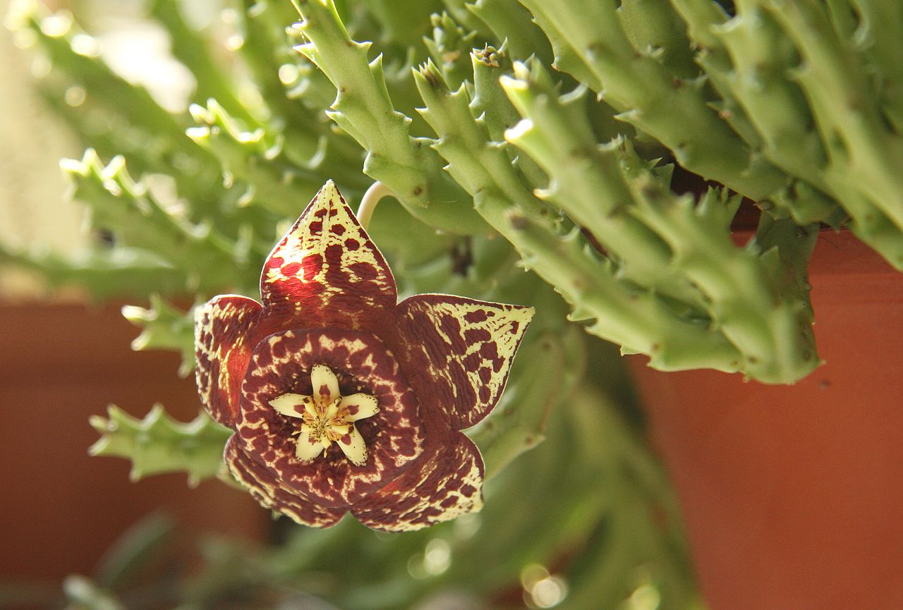 Vista de la Orbea variegata