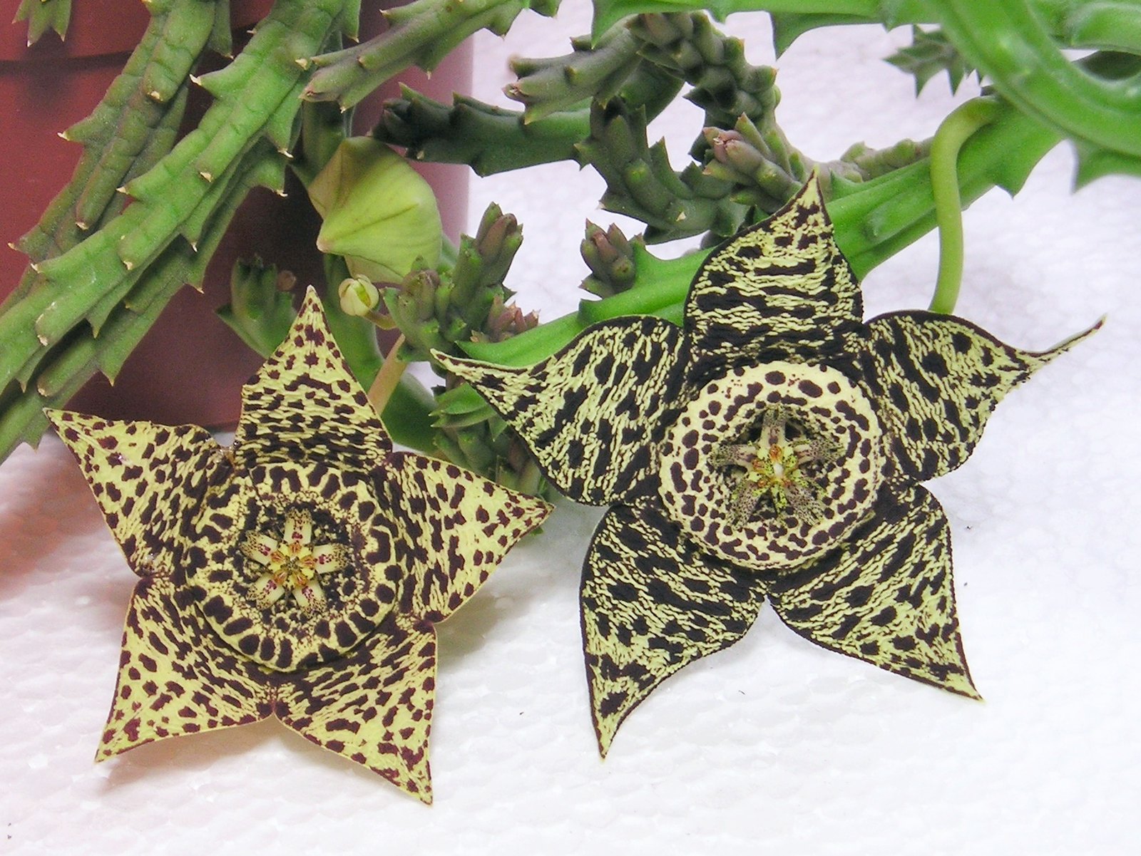 La Orbea variegata se multiplica por semillas