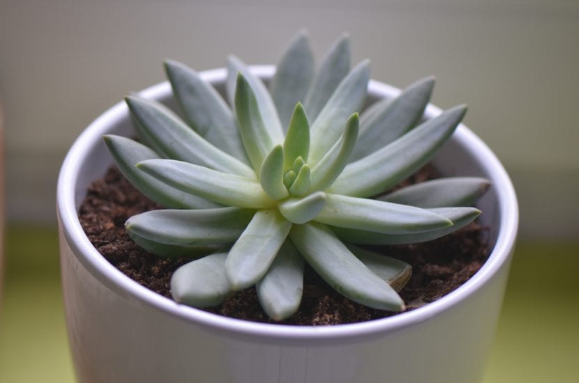 Ejemplar de Pachyphytum longifolium
