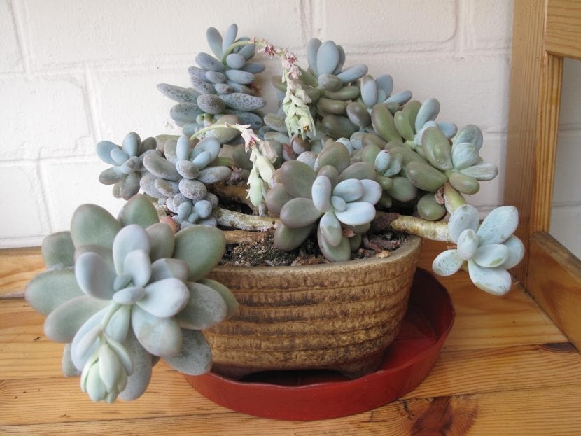 Ejemplar de Pachyphytum oviferum
