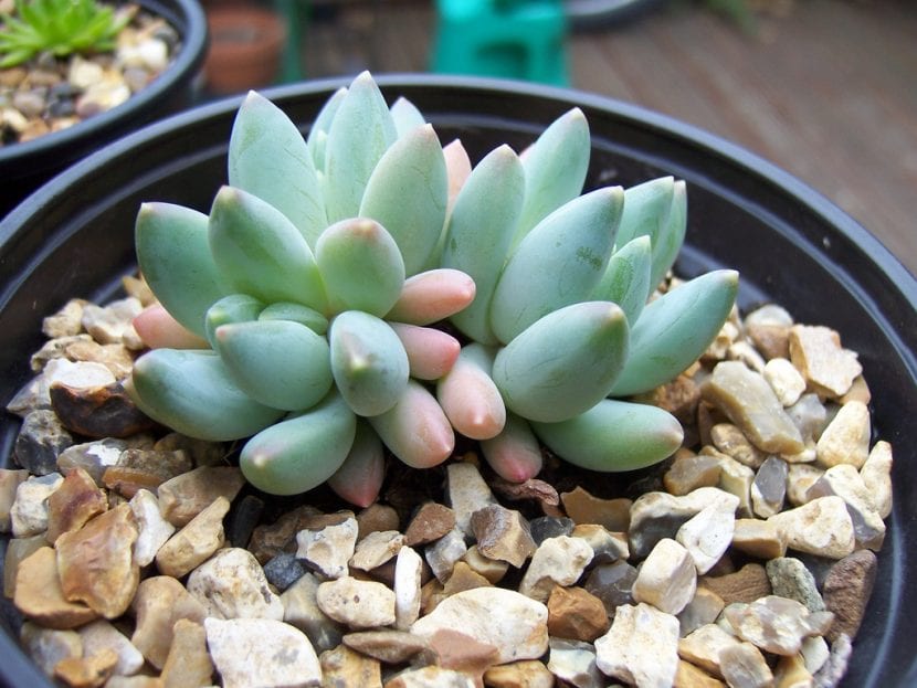 Ejemplar de Pachyphytum compactum