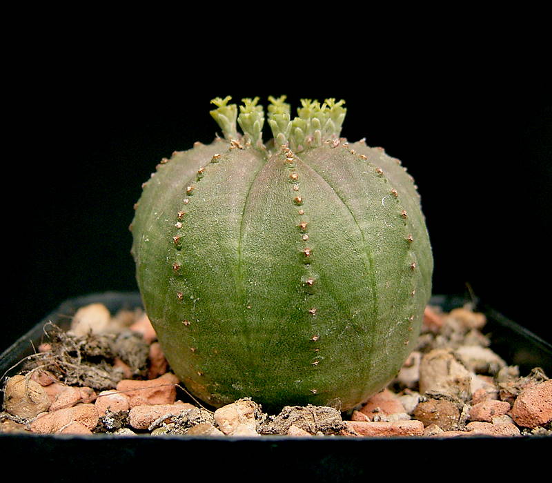 Ejemplar de Euphorbia obesa