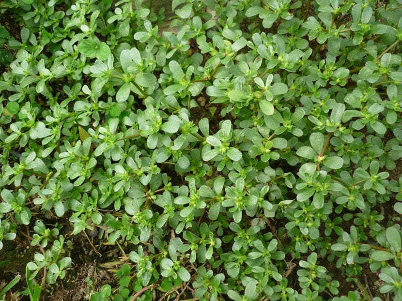Verdolaga, planta rastrera