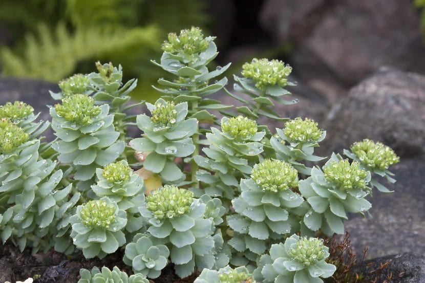 Ejemplar adulto de Rhodiola rosea