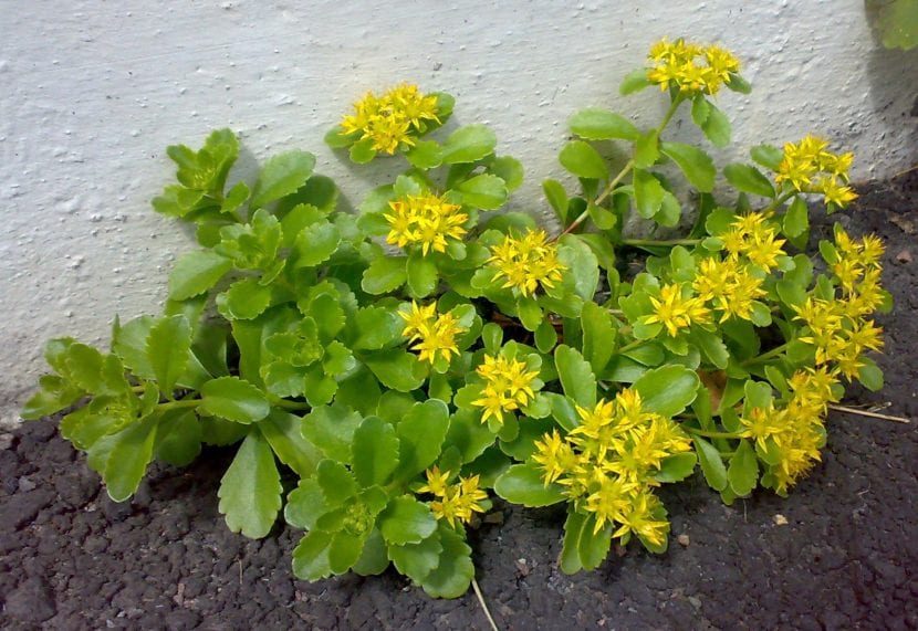 Planta de Rhodiola rosea en flor