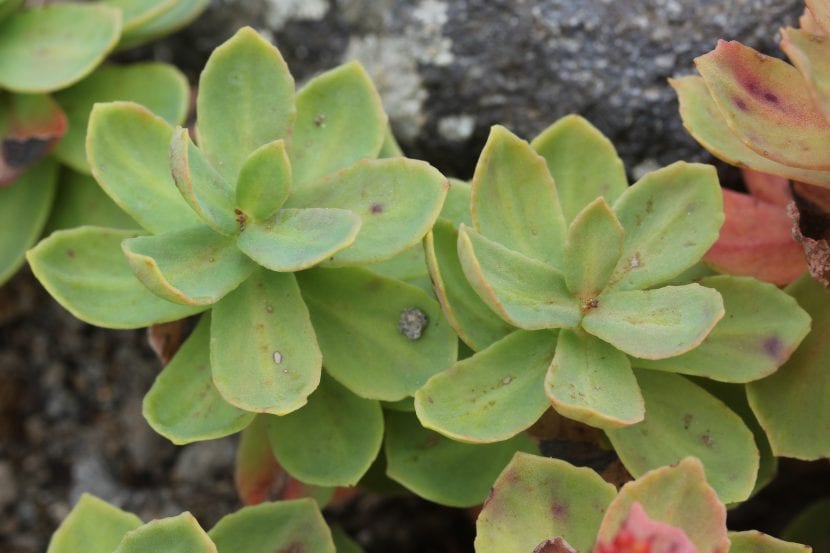 Detalle de las hojas de la Rhodiola rosea