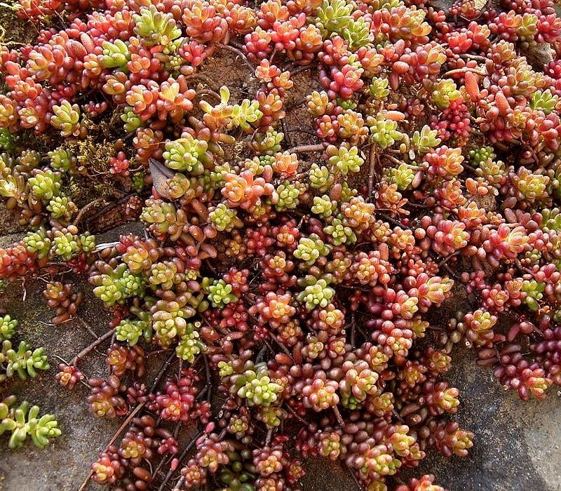 El Sedum album al sol se puede volver rojizo