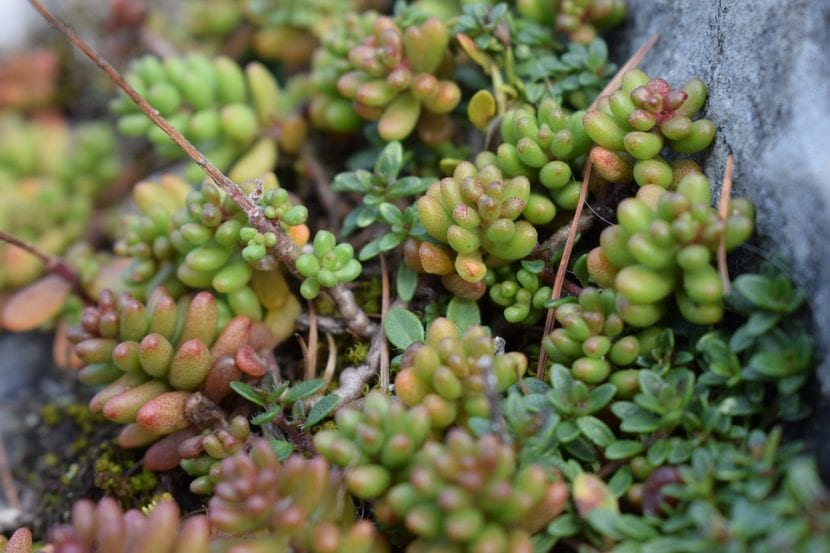 El Sedum album es una planta crasa muy fácil de cuidar