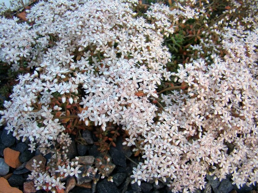 Las flores del Sedum album son pequeñas pero muy bonitas