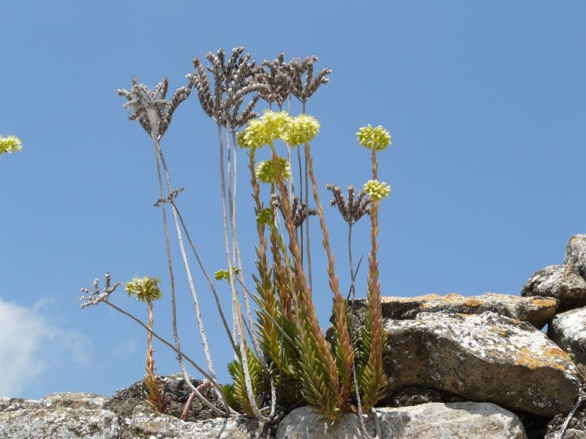 El Sedum sediforme crece casi en cualquier parte