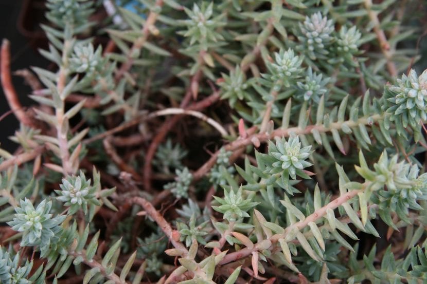 Las hojas del Sedum sediforme son suculentas