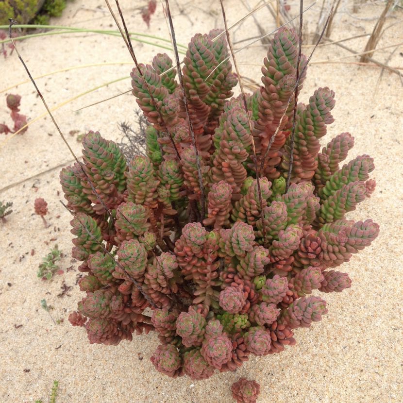 El Sedum sediforme es una planta crasa pequeña