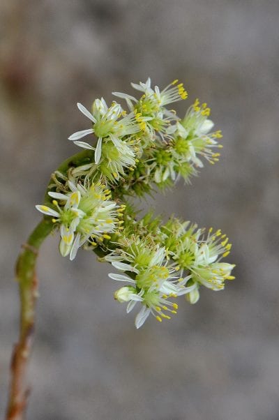 Las flores del Sedum sediforme son pequeñas y amarillas