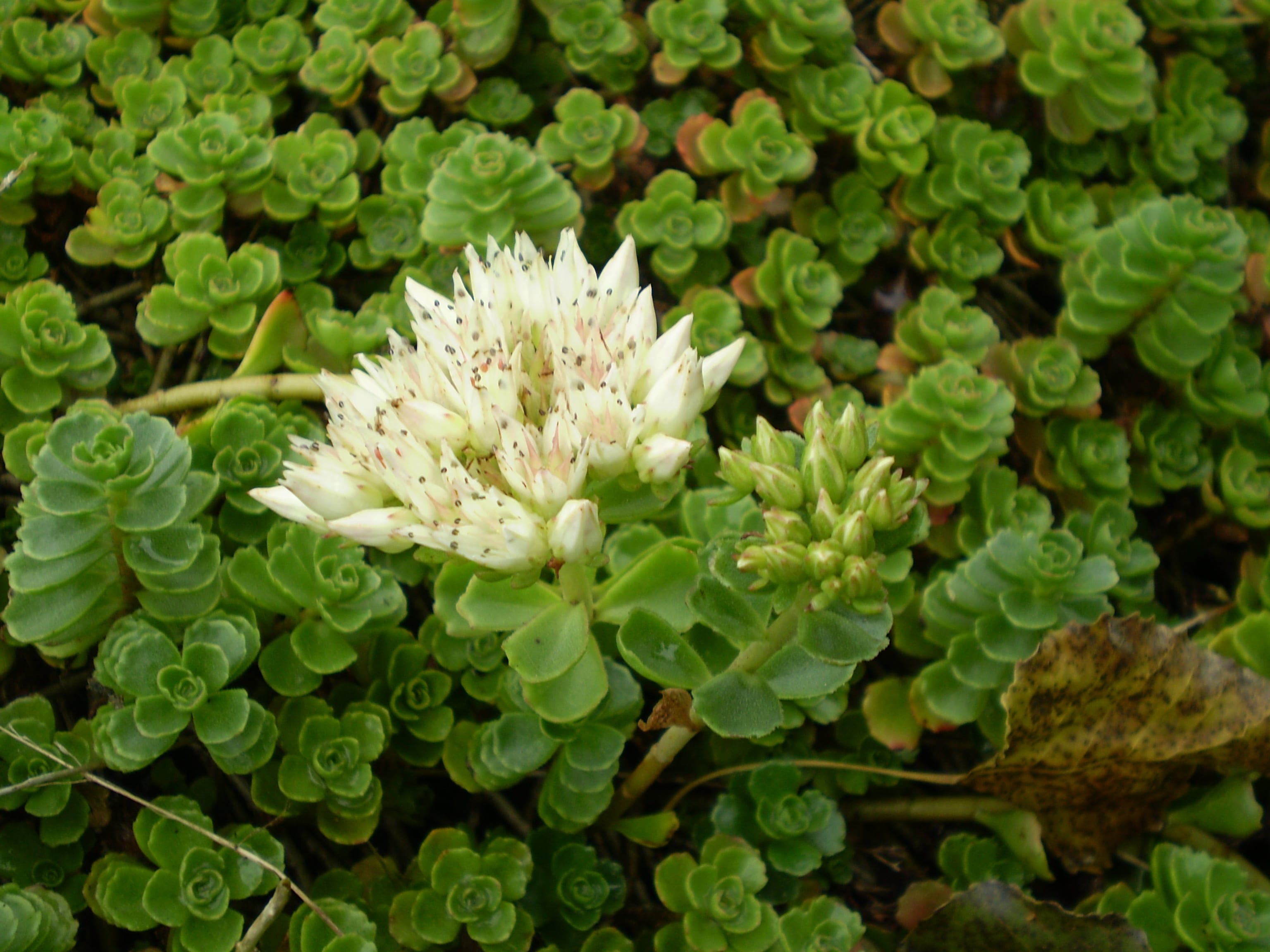 Planta de Sedum spurium