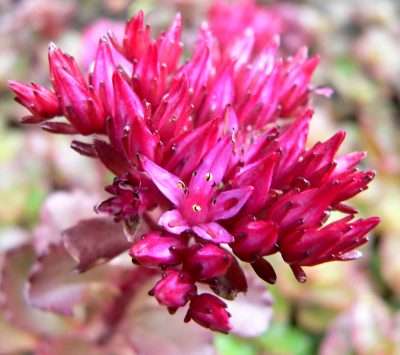 Las flores del Sedum spurium son rosas