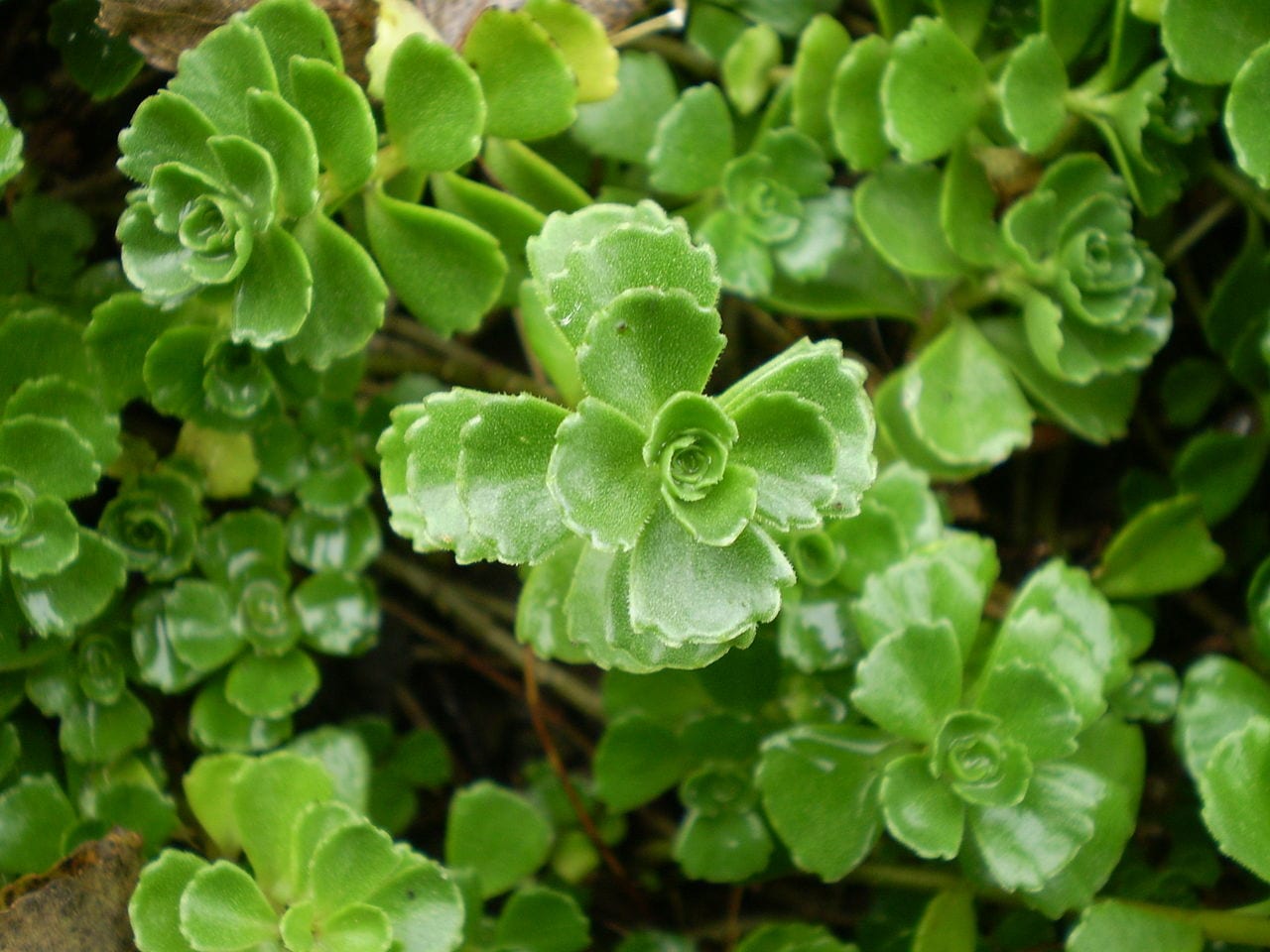 Sedum spurium var album 'Superbum'