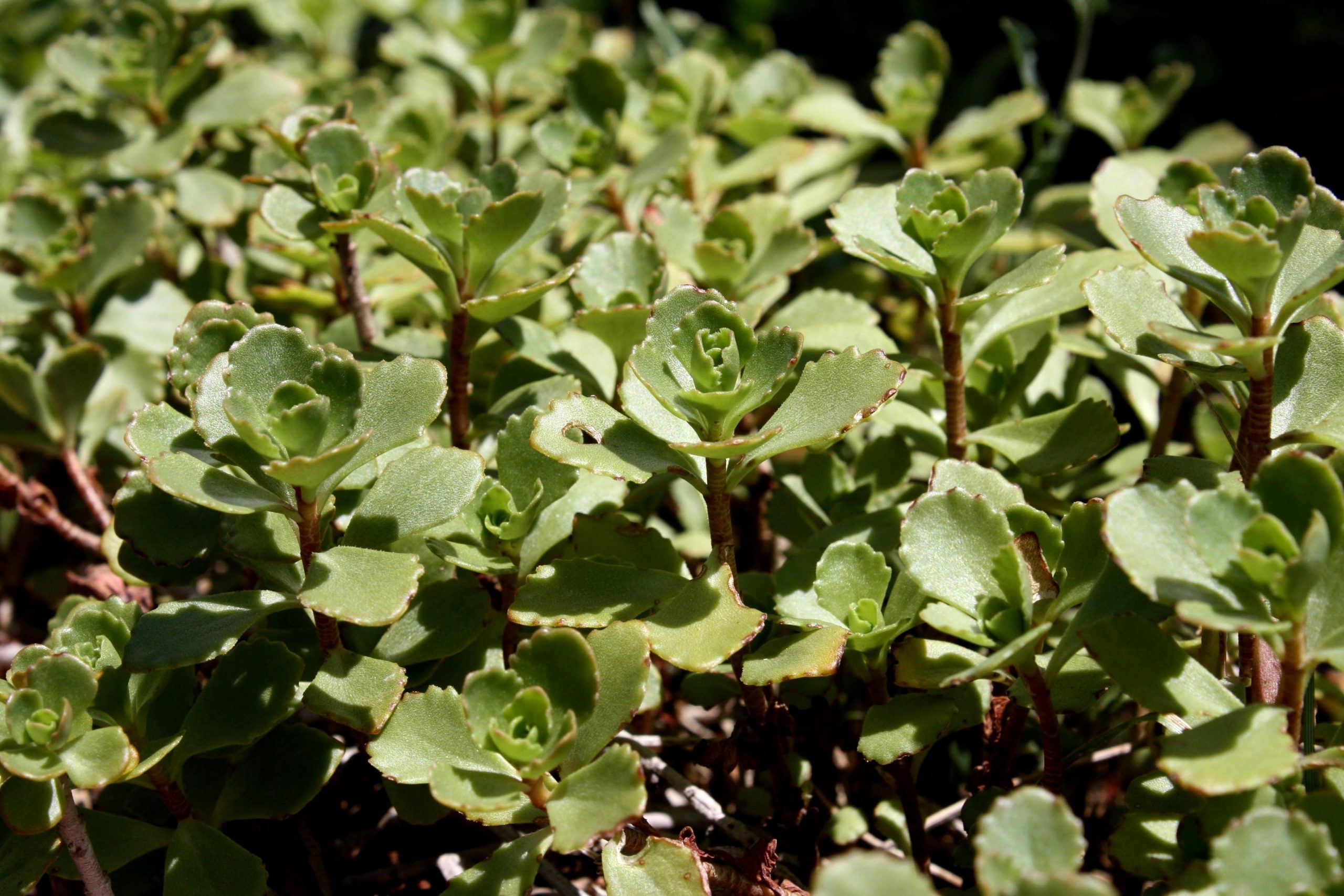 El Sedum spurium es una suculenta de rápido crecimiento