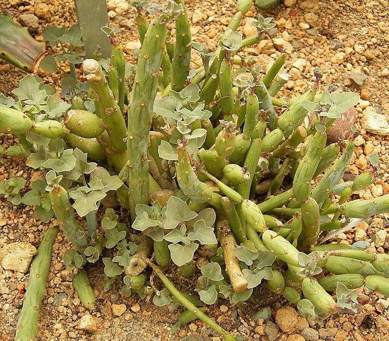 Senecio articulatus