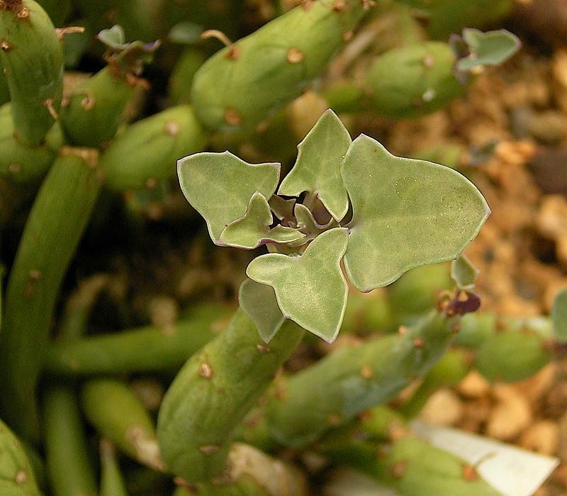 Senecio articulatus