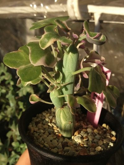 Planta de Senecio articulatus