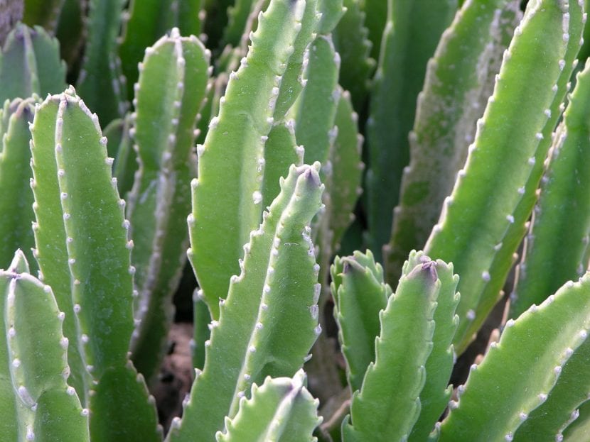 Planta de Stapelia gigantea