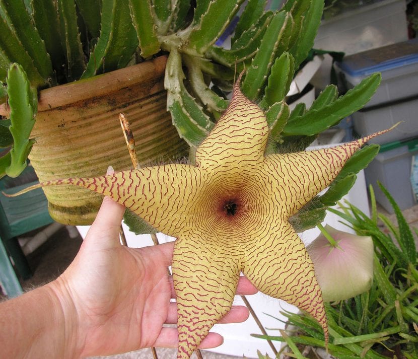 Stapelia gigantea en flor