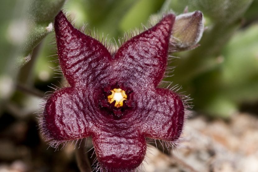 Stapelia humilis en flor