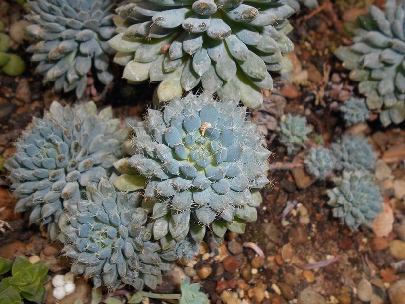 Echeveria rundelli en hábitat